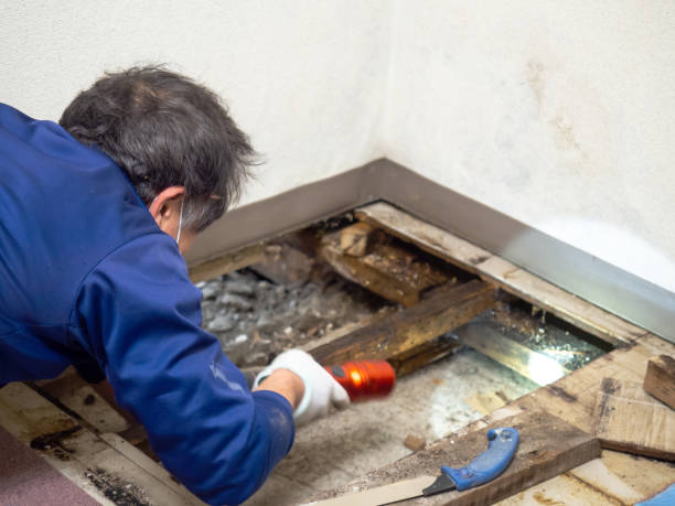 Best Emergency Mold Removal  in Poquoson, VA