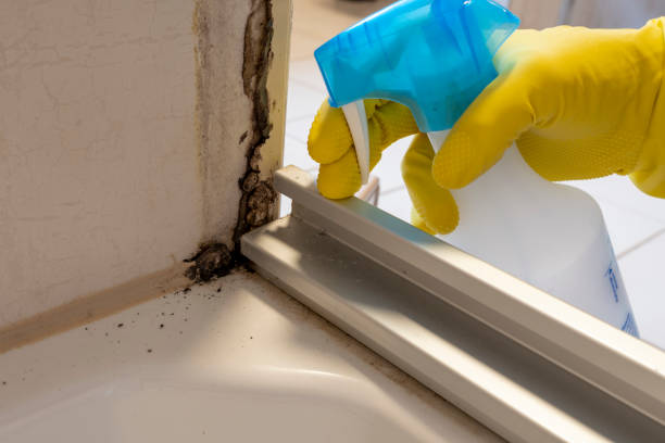 Best Same-Day Mold Removal  in Poquoson, VA