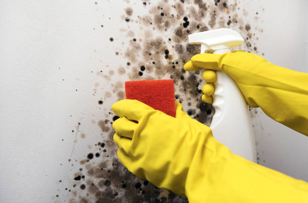 Best Certified Mold Removal  in Poquoson, VA