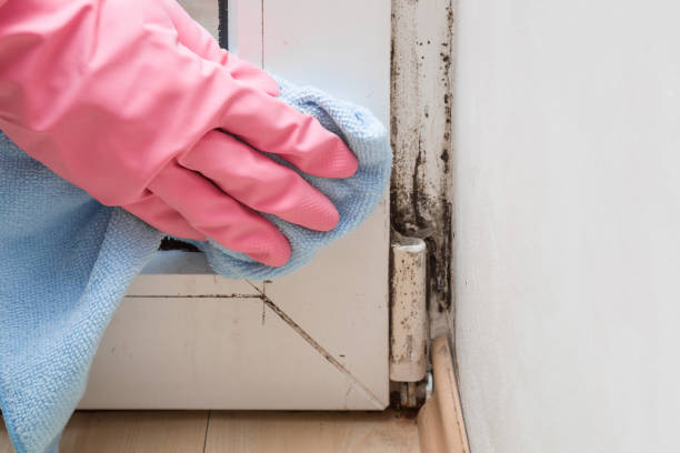 Best Mold Removal Company Near Me  in Poquoson, VA